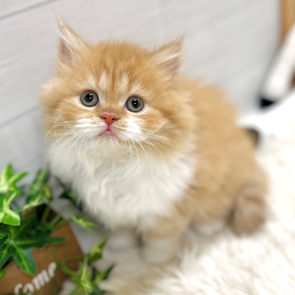 わんちゃんねこちゃん大集合🐾新入生紹介!! ペットショップ犬の家猫の